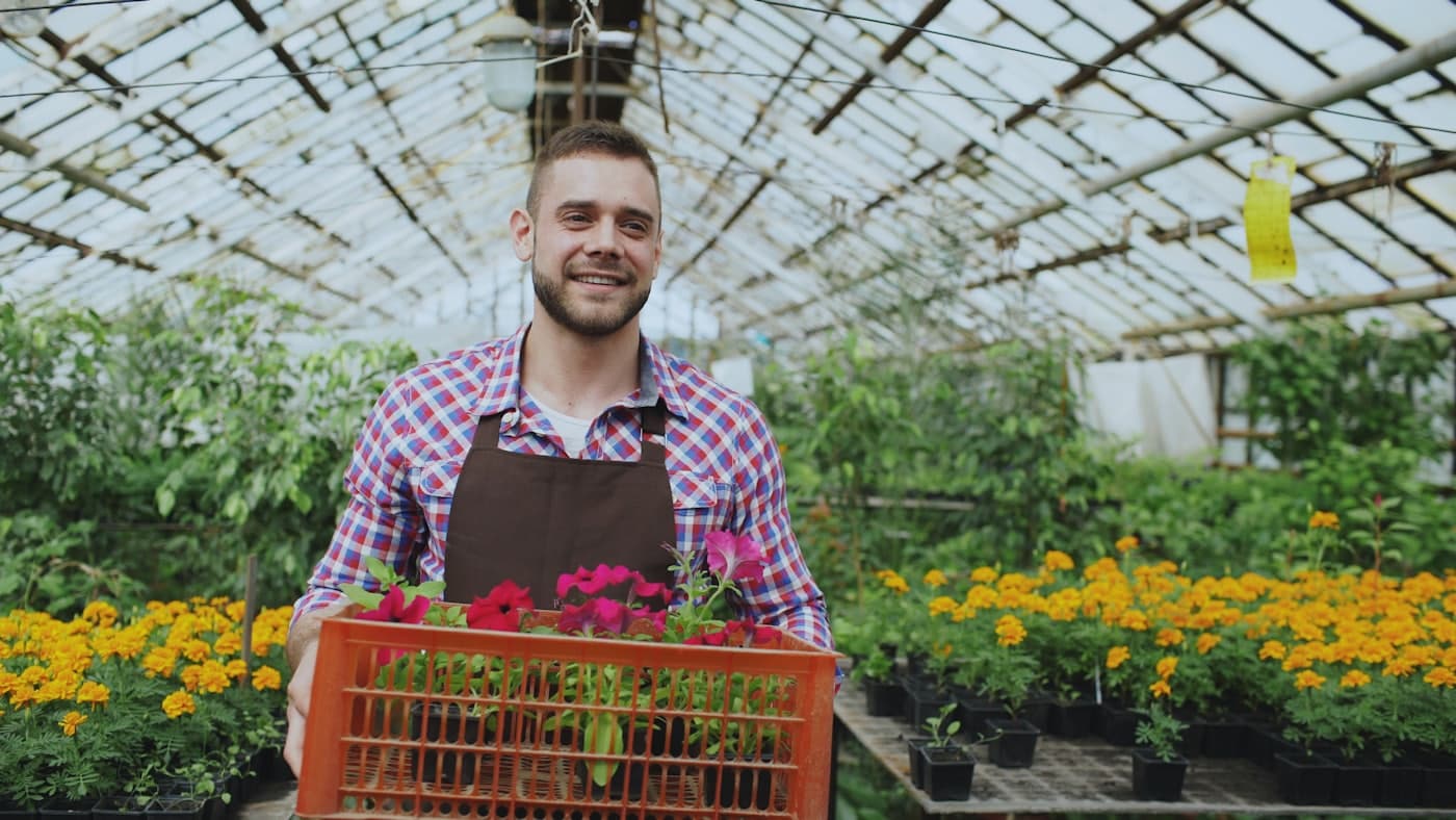 Kweker draagt een krat planten door de kas van zijn eigen bedrijf